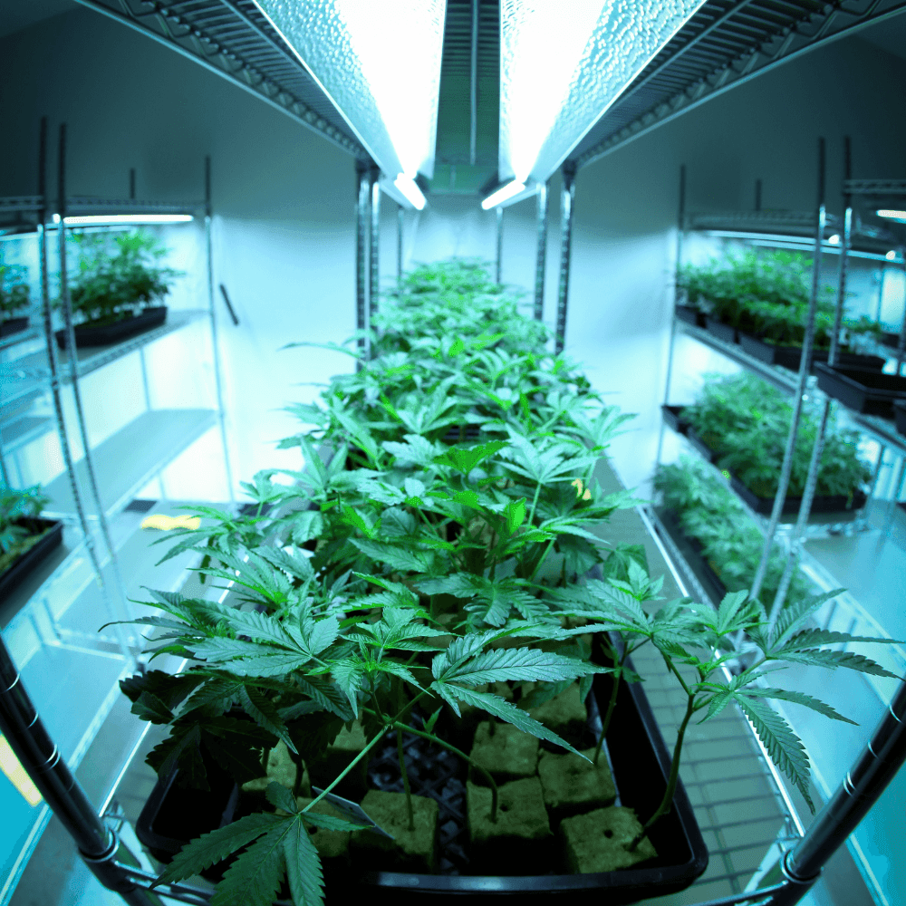 a grow room