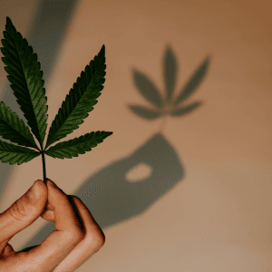 Weed Delivery 