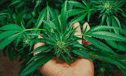 Edibles-Casual-Doubleshot-image-1